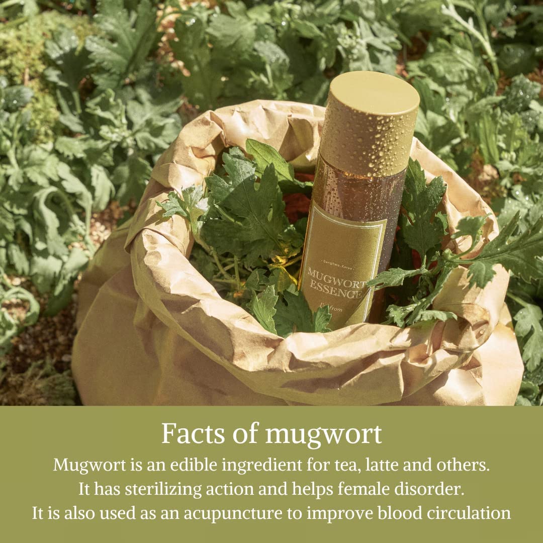 Mugwort Essence 30 ml